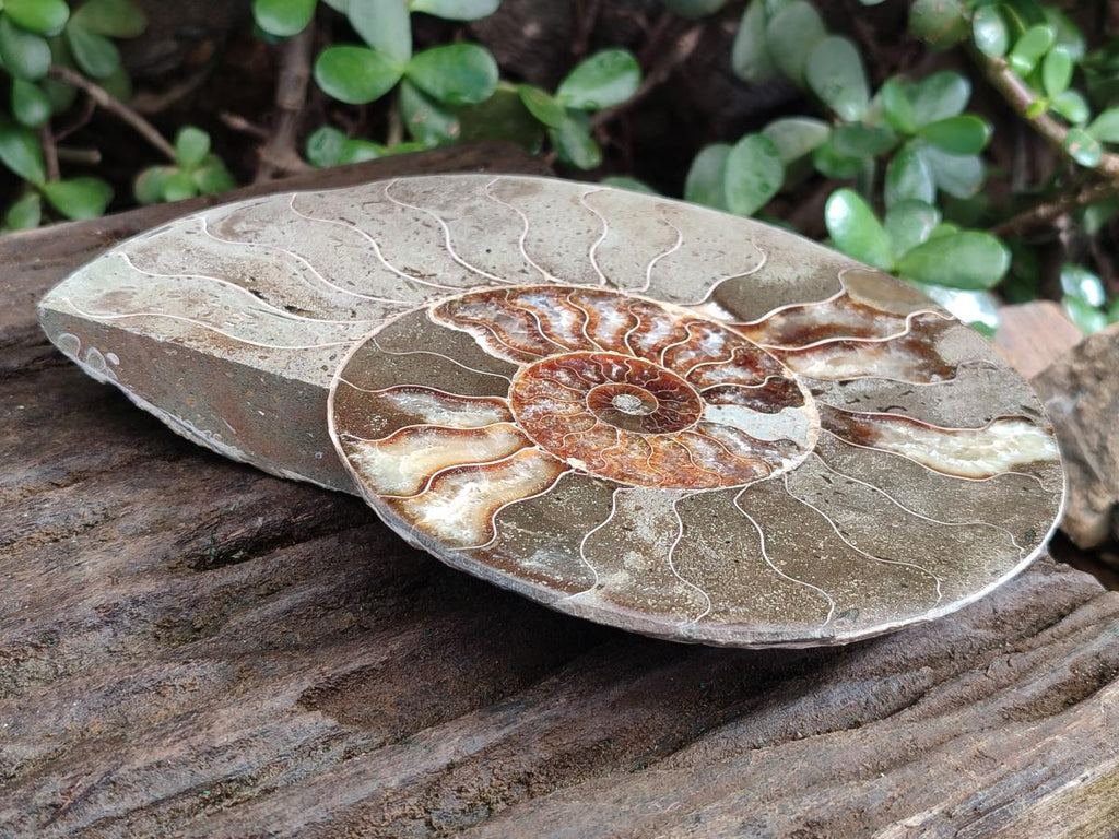Polished Large Cleoniceras Ammonite Fossil Pair x 1 From Tulear, Madagascar - Toprock Gemstones and Minerals 