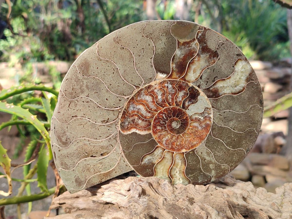 Polished Large Cleoniceras Ammonite Fossil Pair x 1 From Tulear, Madagascar - Toprock Gemstones and Minerals 