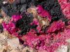 Natural Salrose Cobaltoan Dolomite Specimens with Heterogenite x 2 From Kakanda, Congo - Toprock Gemstones and Minerals 