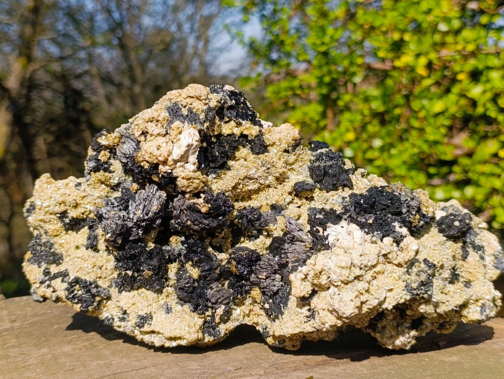 Natural XL Schorl Black Tourmaline Specimen on Mica x 1 From Erongo, Namibia - Toprock Gemstones and Minerals 