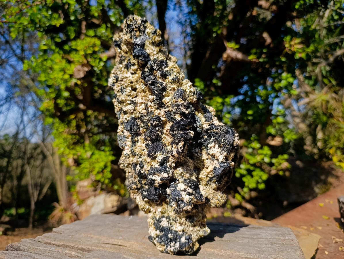 Natural XL Schorl Black Tourmaline Specimen on Mica x 1 From Erongo, Namibia - Toprock Gemstones and Minerals 