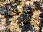Natural XL Schorl Black Tourmaline Specimen on Mica x 1 From Erongo, Namibia - Toprock Gemstones and Minerals 