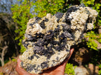 Natural XL Schorl Black Tourmaline Specimen on Mica x 1 From Erongo, Namibia - Toprock Gemstones and Minerals 