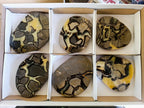 Polished Large Septerye Slices x 6 From Mahajanga, Madagascar - Toprock Gemstones and Minerals 
