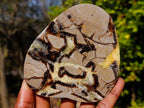 Polished Large Septerye Slices x 6 From Mahajanga, Madagascar - Toprock Gemstones and Minerals 