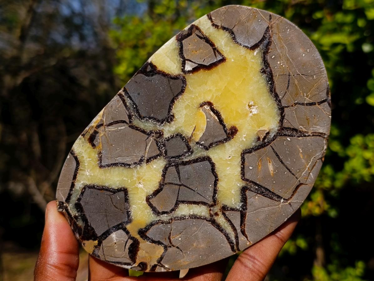Polished Large Septerye Slices x 6 From Mahajanga, Madagascar - Toprock Gemstones and Minerals 