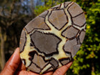 Polished Large Septerye Slices x 6 From Mahajanga, Madagascar - Toprock Gemstones and Minerals 