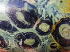Polished Stromatolite "Kambaba Jasper" Mushrooms x 6 From Katsepy, Madagascar - Toprock Gemstones and Minerals 