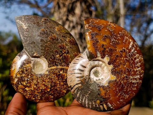 Polished Whole Cleoniceras "Jigsaw" Ammonite Fossils x 4 From Tulear, Madagascar - Toprock Gemstones and Minerals 