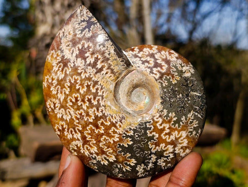 Polished Whole Cleoniceras "Jigsaw" Ammonite Fossils x 4 From Tulear, Madagascar - Toprock Gemstones and Minerals 