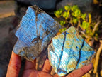 Polished One Side Labradorite Slices x 24 From Madagascar - Toprock Gemstones and Minerals 