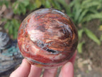 Polished Red Podocarpus Petrified Wood Spheres x 2 From Mahajanga, Madagascar - Toprock Gemstones and Minerals 