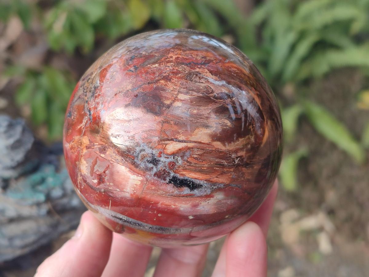 Polished Red Podocarpus Petrified Wood Spheres x 2 From Mahajanga, Madagascar - Toprock Gemstones and Minerals 