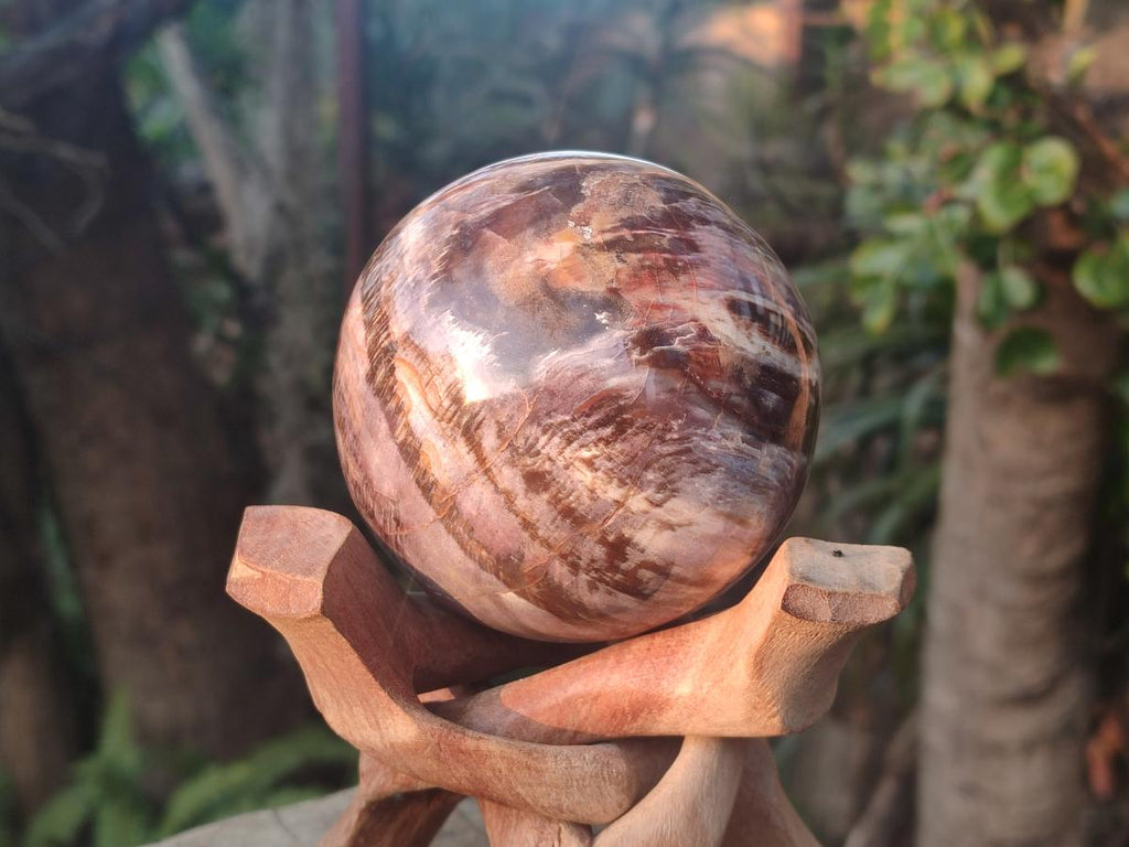 Polished Red Podocarpus Petrified Wood Spheres x 2 From Mahajanga, Madagascar - Toprock Gemstones and Minerals 