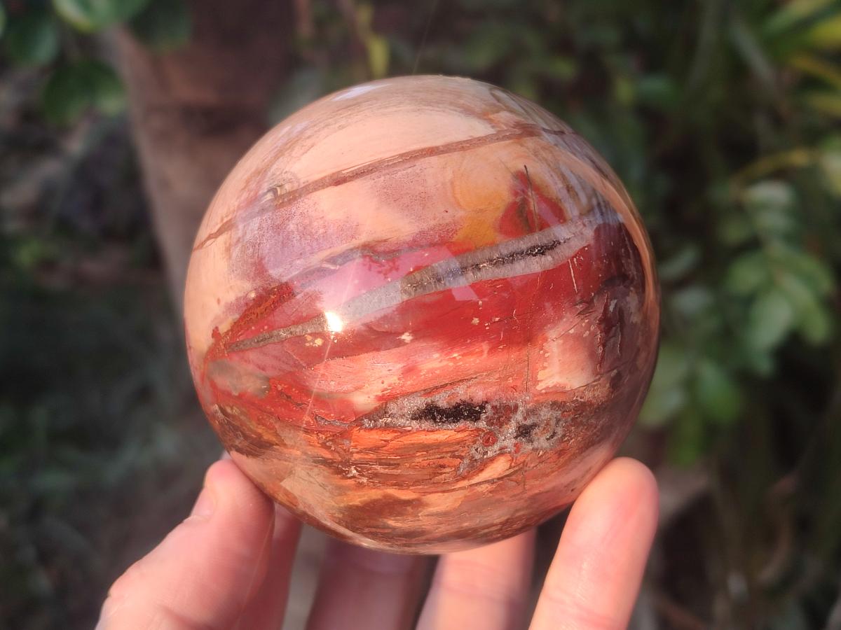 Polished Red Podocarpus Petrified Wood Spheres x 2 From Mahajanga, Madagascar - Toprock Gemstones and Minerals 