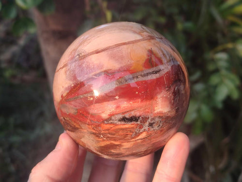 Polished Red Podocarpus Petrified Wood Spheres x 2 From Mahajanga, Madagascar - Toprock Gemstones and Minerals 