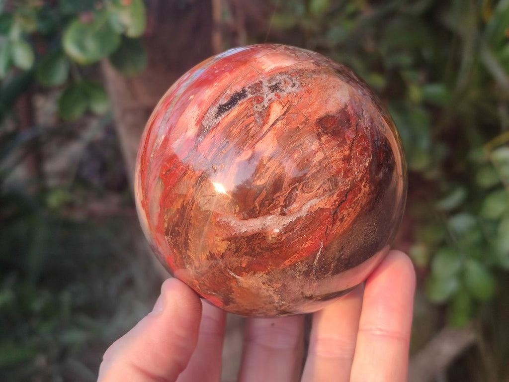 Polished Red Podocarpus Petrified Wood Spheres x 2 From Mahajanga, Madagascar - Toprock Gemstones and Minerals 