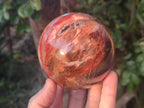 Polished Red Podocarpus Petrified Wood Spheres x 2 From Mahajanga, Madagascar - Toprock Gemstones and Minerals 