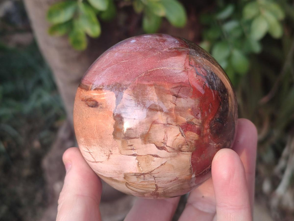 Polished Red Podocarpus Petrified Wood Spheres x 2 From Mahajanga, Madagascar - Toprock Gemstones and Minerals 