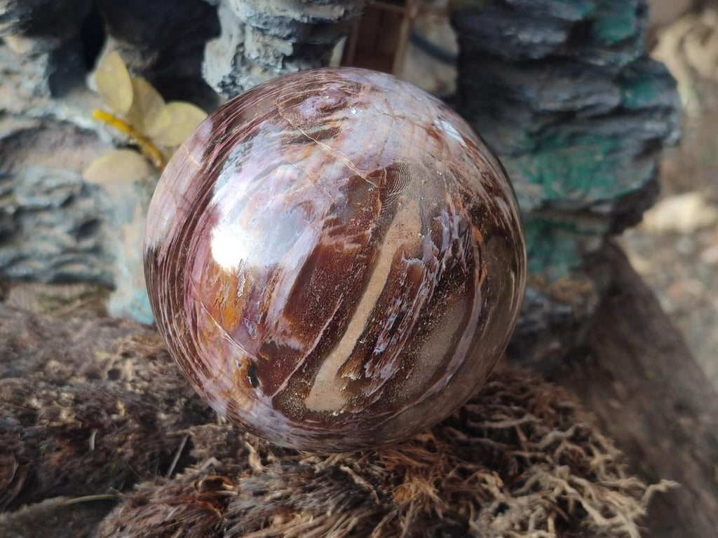 Polished Red Podocarpus Petrified Wood Spheres x 2 From Mahajanga, Madagascar - Toprock Gemstones and Minerals 