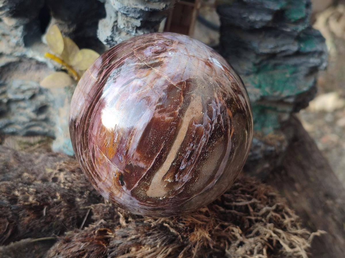 Polished Red Podocarpus Petrified Wood Spheres x 2 From Mahajanga, Madagascar - Toprock Gemstones and Minerals 