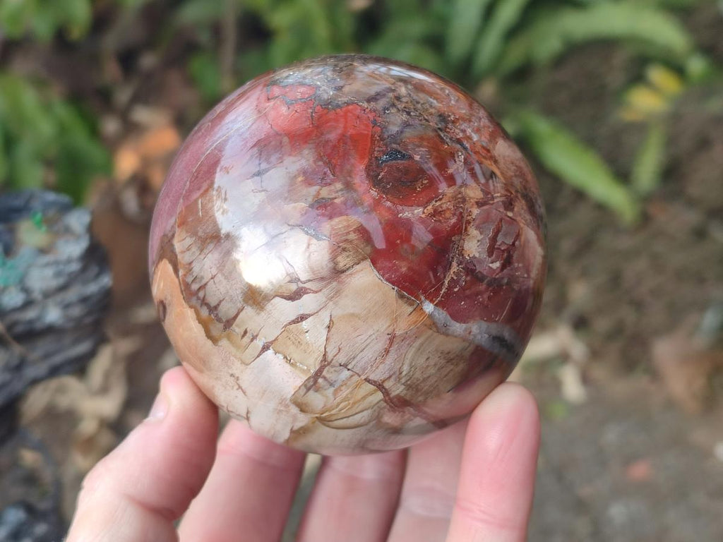 Polished Red Podocarpus Petrified Wood Spheres x 2 From Mahajanga, Madagascar - Toprock Gemstones and Minerals 