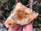 Natural Golden Limonite Quartz Clusters x 12 From Solwezi, Zambia
