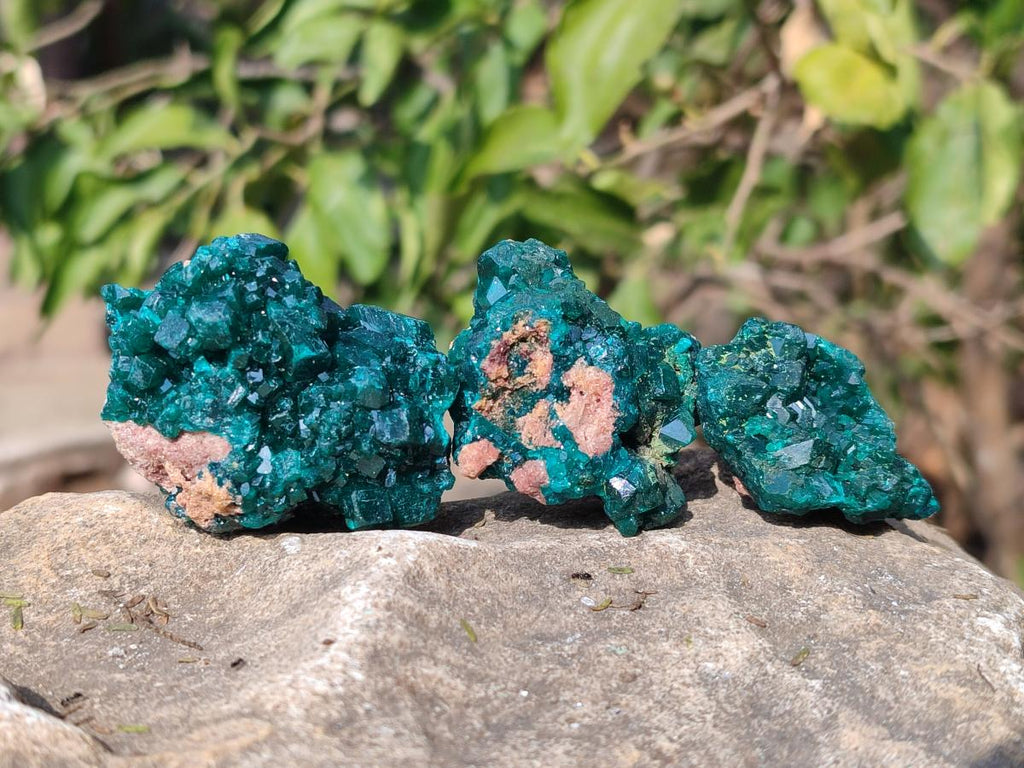 Natural Dioptase on Dolomite Specimens x 8 From Mashamba East Mine, Congo