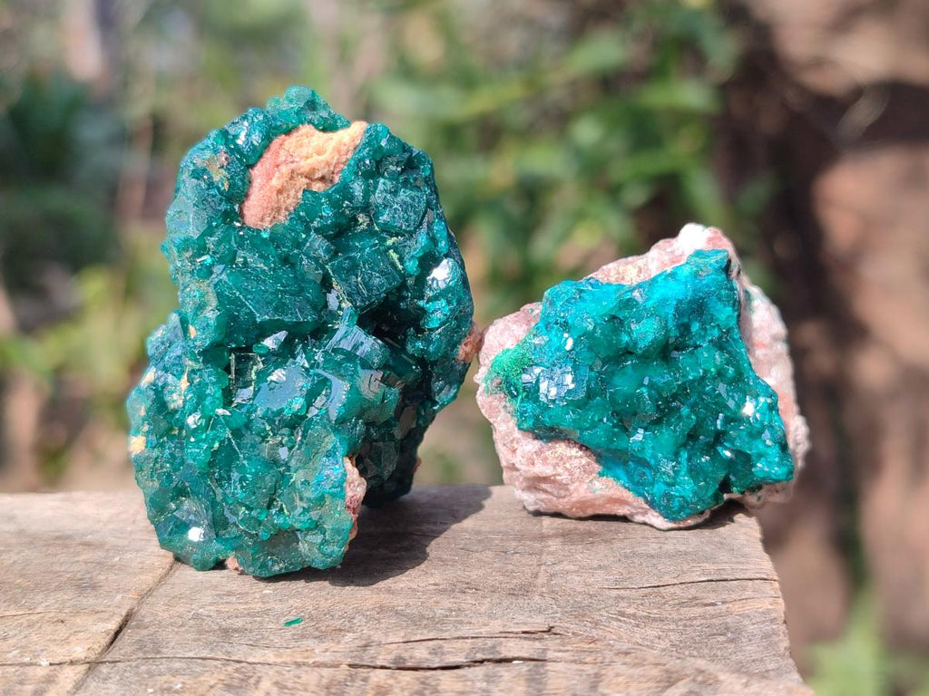 Natural Dioptase on Dolomite Specimens x 8 From Mashamba East Mine, Congo