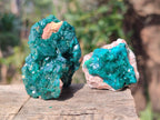 Natural Dioptase on Dolomite Specimens x 8 From Mashamba East Mine, Congo