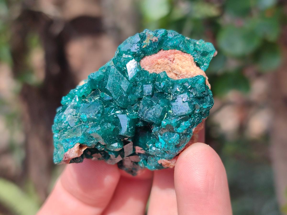 Natural Dioptase on Dolomite Specimens x 8 From Mashamba East Mine, Congo