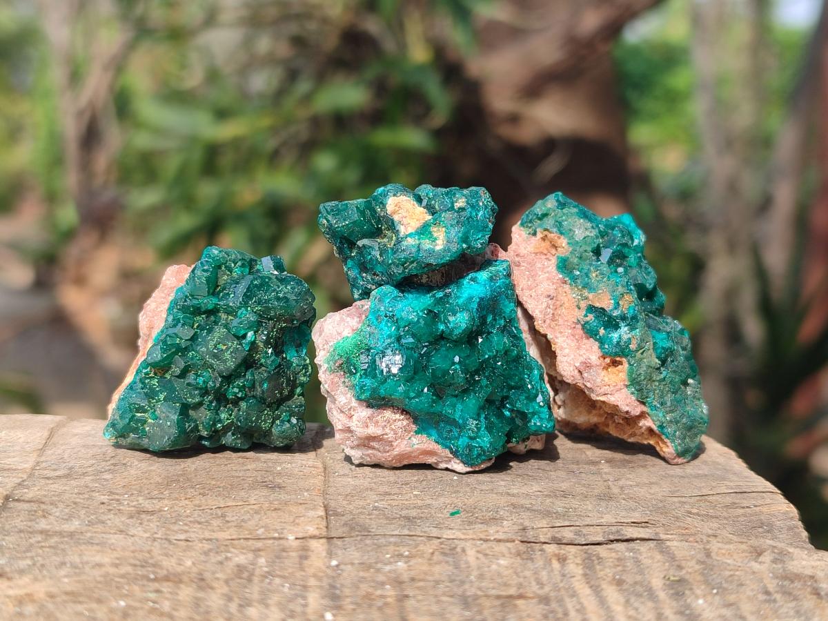 Natural Dioptase on Dolomite Specimens x 8 From Mashamba East Mine, Congo