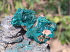 Natural Dioptase on Dolomite Specimens x 8 From Mashamba East Mine, Congo