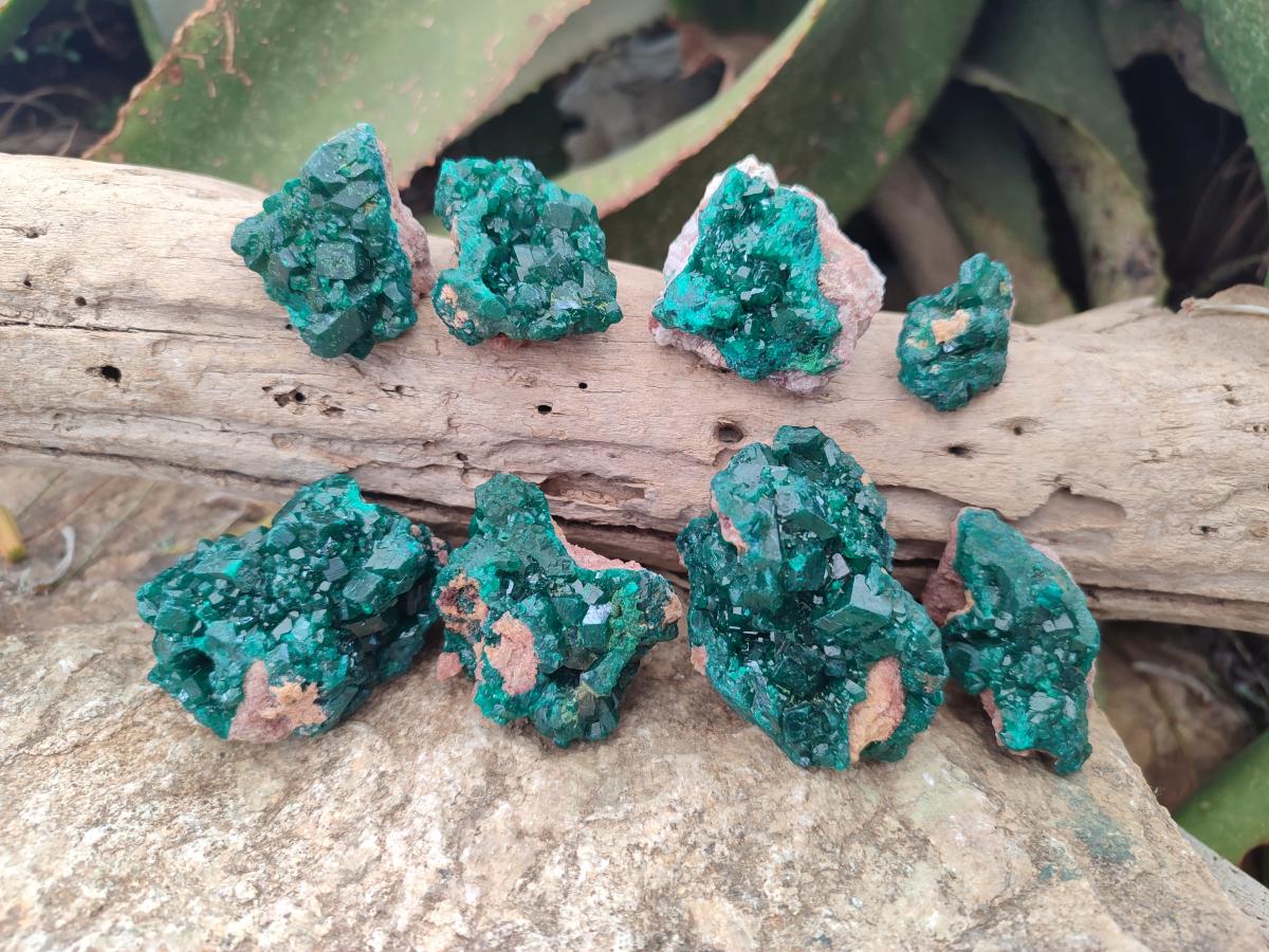 Natural Dioptase on Dolomite Specimens x 8 From Mashamba East Mine, Congo