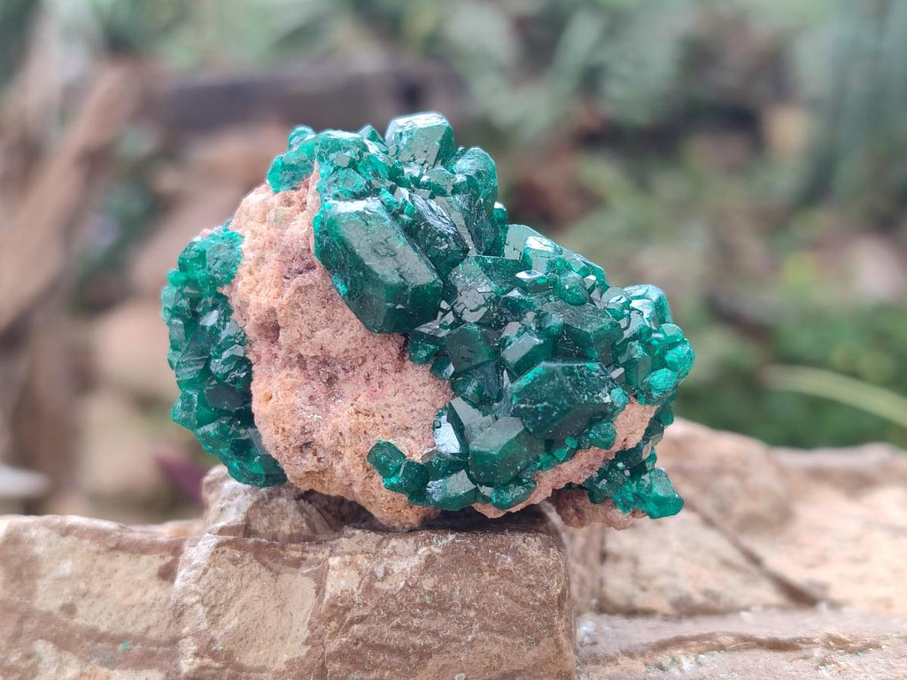 Natural Dioptase on Dolomite Specimens x 8 From Mashamba East Mine, Congo