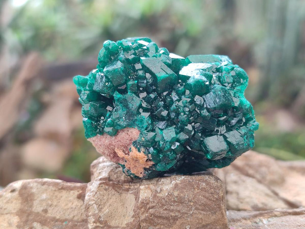 Natural Dioptase on Dolomite Specimens x 8 From Mashamba East Mine, Congo