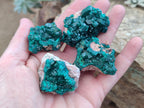 Natural Dioptase on Dolomite Specimens x 8 From Mashamba East Mine, Congo