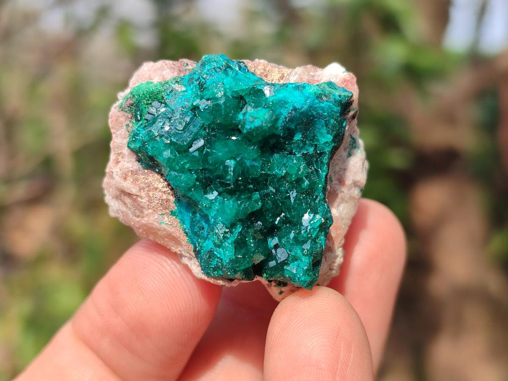 Natural Dioptase on Dolomite Specimens x 8 From Mashamba East Mine, Congo