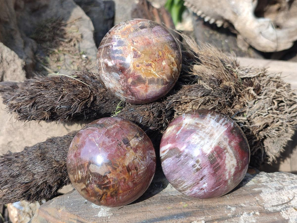 Polished Podocarpus Petrified Wood Spheres x 6 From Mahajanga, Madagascar - Toprock Gemstones and Minerals 