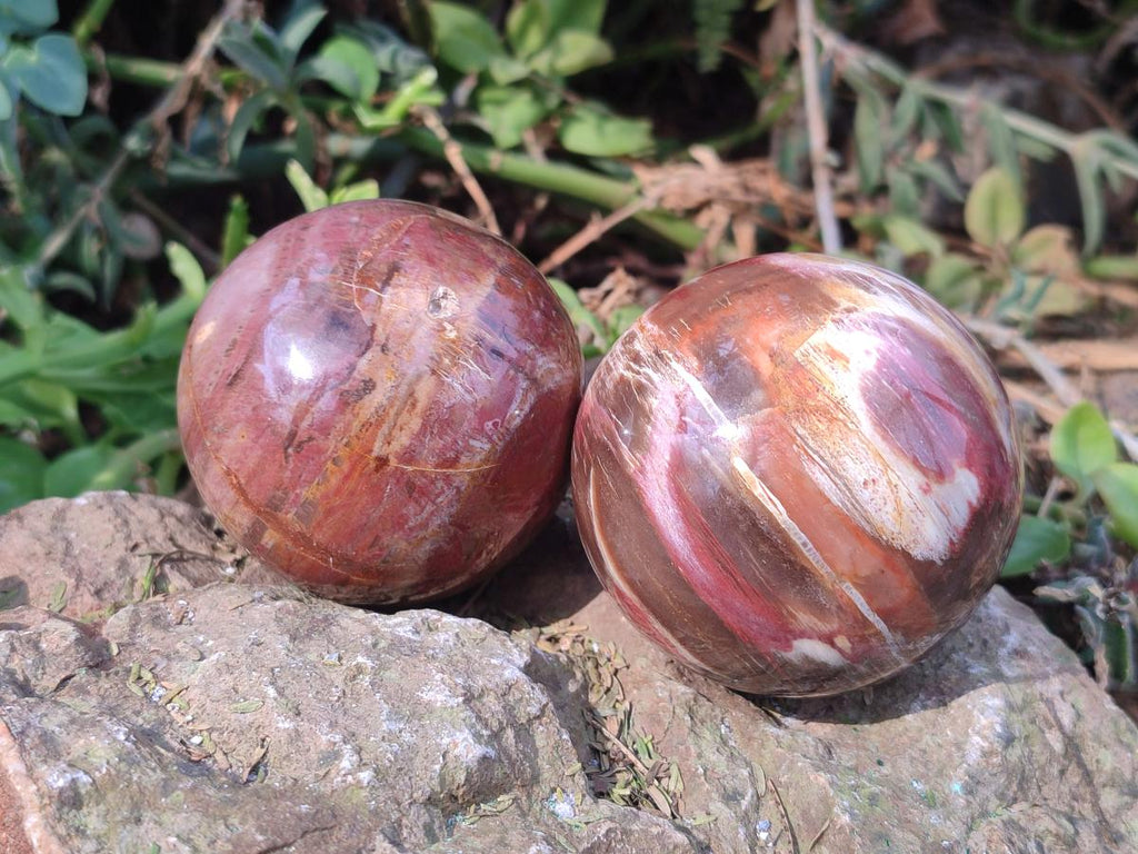 Polished Podocarpus Petrified Wood Spheres x 6 From Mahajanga, Madagascar - Toprock Gemstones and Minerals 