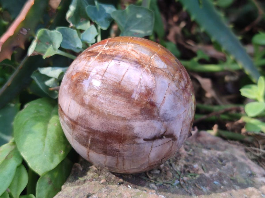 Polished Podocarpus Petrified Wood Spheres x 6 From Mahajanga, Madagascar - Toprock Gemstones and Minerals 