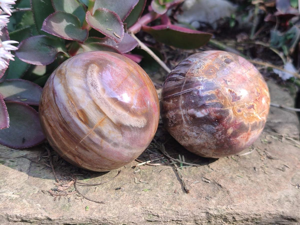 Polished Podocarpus Petrified Wood Spheres x 6 From Mahajanga, Madagascar - Toprock Gemstones and Minerals 