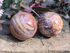 Polished Podocarpus Petrified Wood Spheres x 6 From Mahajanga, Madagascar - Toprock Gemstones and Minerals 