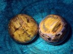 Polished Podocarpus Petrified Wood Spheres x 6 From Mahajanga, Madagascar - Toprock Gemstones and Minerals 