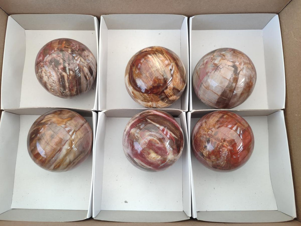 Polished Podocarpus Petrified Wood Spheres x 6 From Mahajanga, Madagascar - Toprock Gemstones and Minerals 