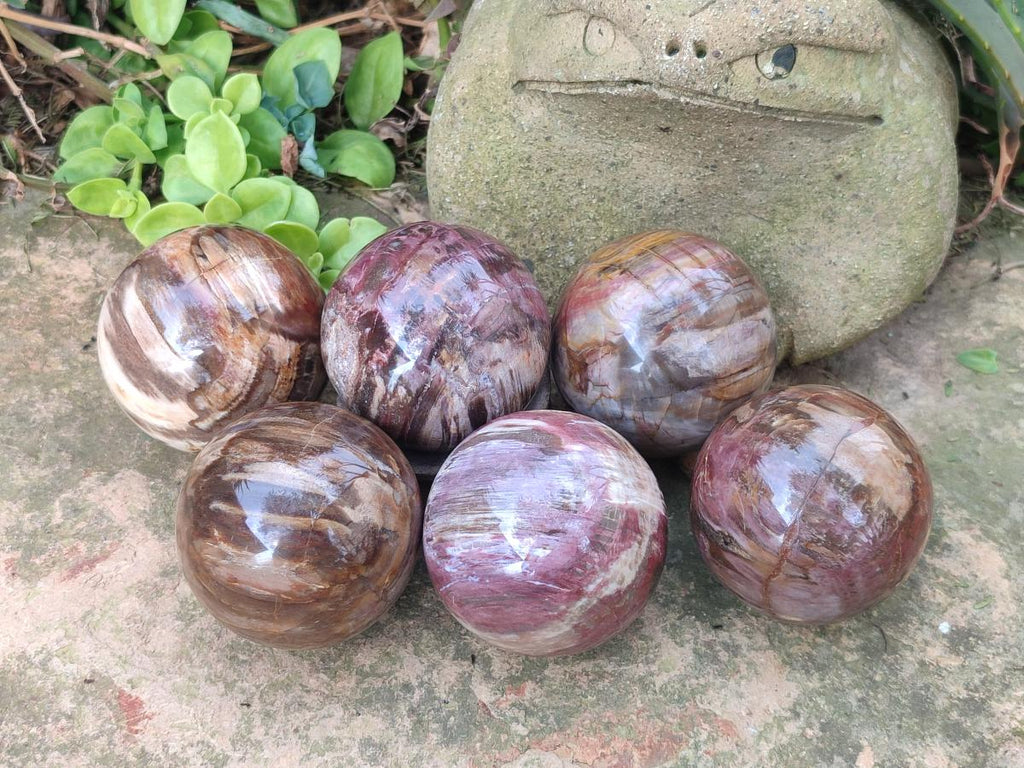 Polished Podocarpus Petrified Wood Spheres x 6 From Mahajanga, Madagascar - Toprock Gemstones and Minerals 