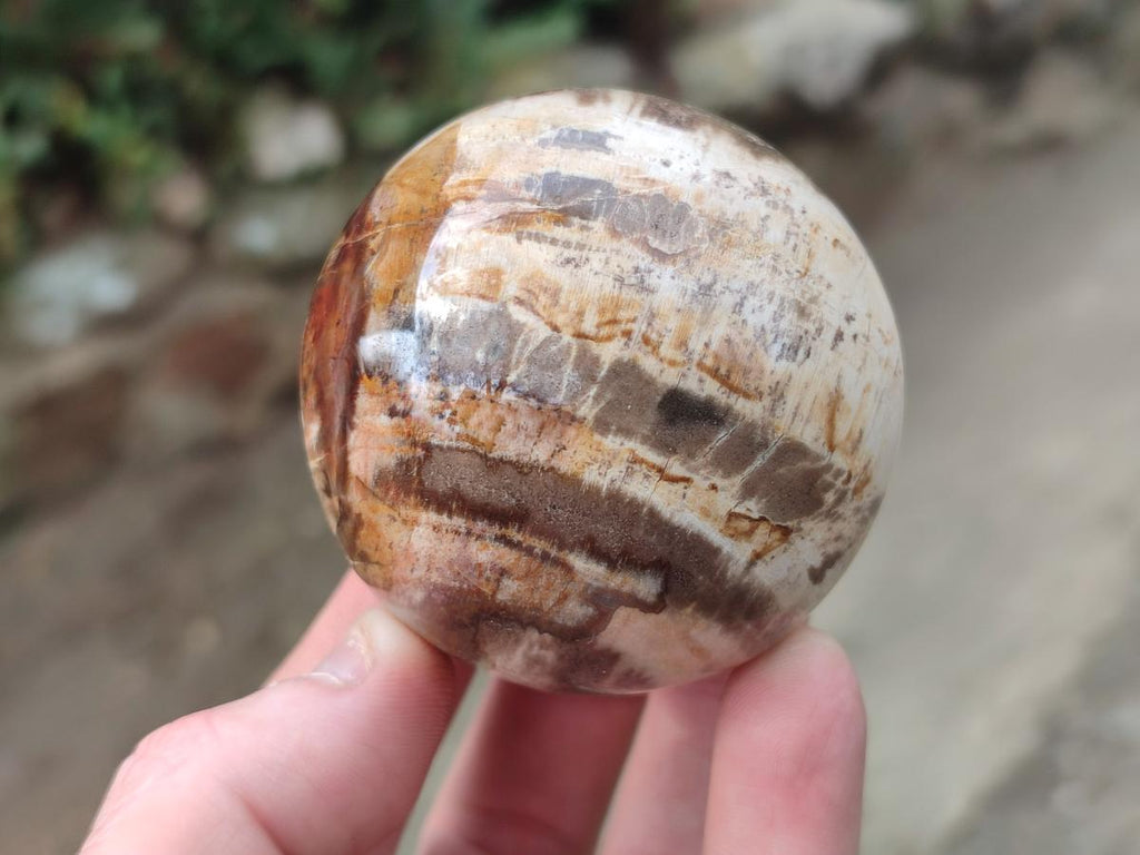 Polished Podocarpus Petrified Wood Spheres x 6 From Mahajanga, Madagascar - Toprock Gemstones and Minerals 