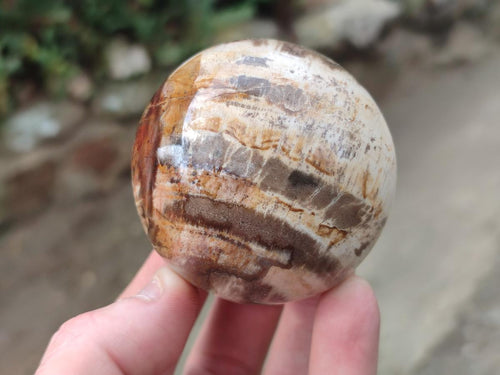 Polished Podocarpus Petrified Wood Spheres x 6 From Mahajanga, Madagascar