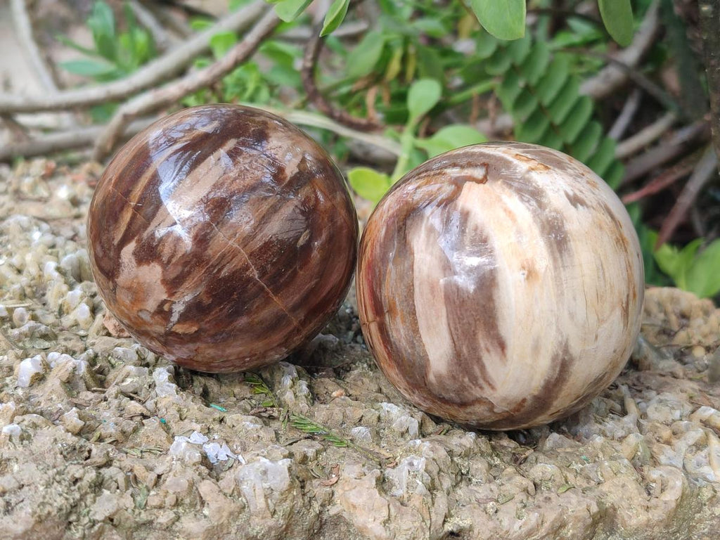 Polished Podocarpus Petrified Wood Spheres x 6 From Mahajanga, Madagascar - Toprock Gemstones and Minerals 