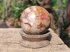 Polished Podocarpus Petrified Wood Spheres x 6 From Mahajanga, Madagascar - Toprock Gemstones and Minerals 